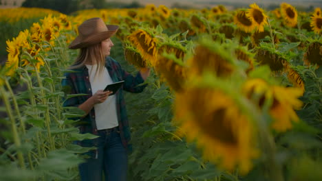 A-woman-among-tall-sunflowers-writes-down-their-features-on-her-iPad.-She-is-preparing-a-scientific-work-on-botany.